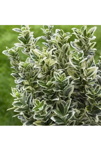 Бруслина Альбомаргінатус посадка